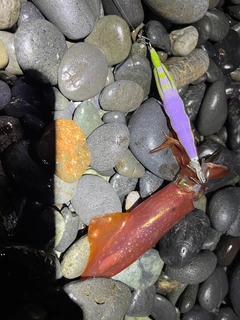 ジンドウイカの釣果