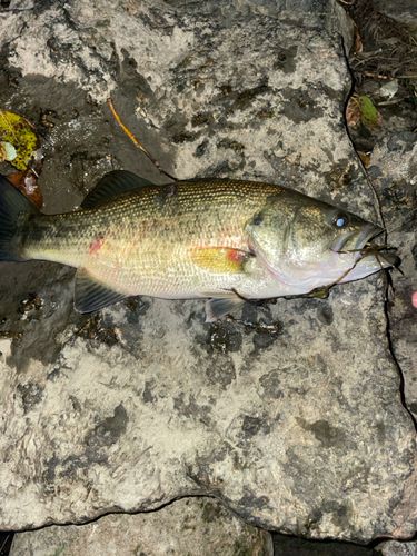 ブラックバスの釣果