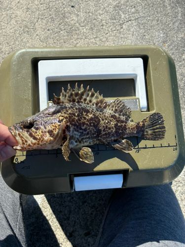 タケノコメバルの釣果