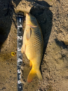 コイの釣果