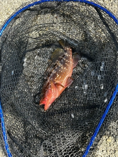 キジハタの釣果