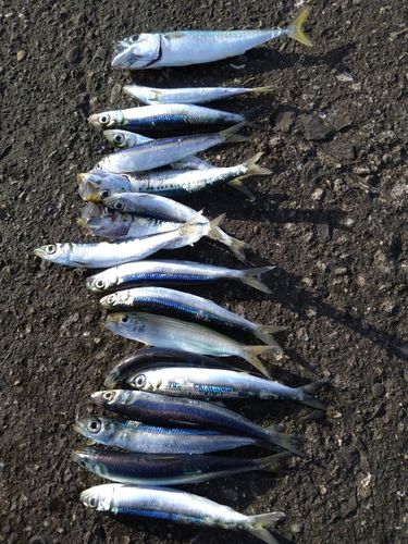 イワシの釣果