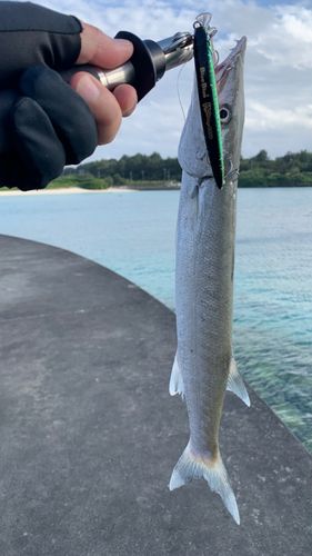 オニカマスの釣果