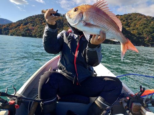 マダイの釣果