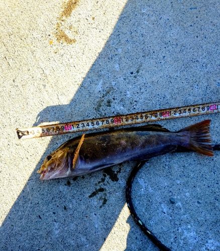 アイナメの釣果