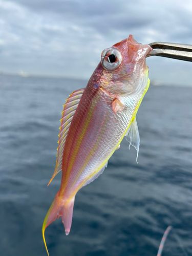 ソコイトヨリの釣果