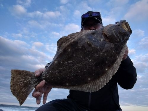 ヒラメの釣果