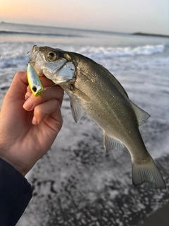 セイゴ（ヒラスズキ）の釣果