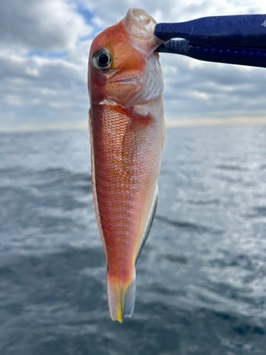アカアマダイの釣果