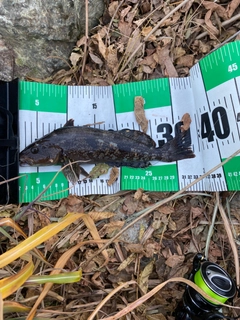 アイナメの釣果