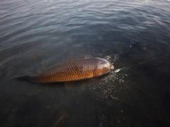 コイの釣果
