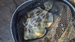 カワハギの釣果