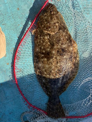 ヒラメの釣果