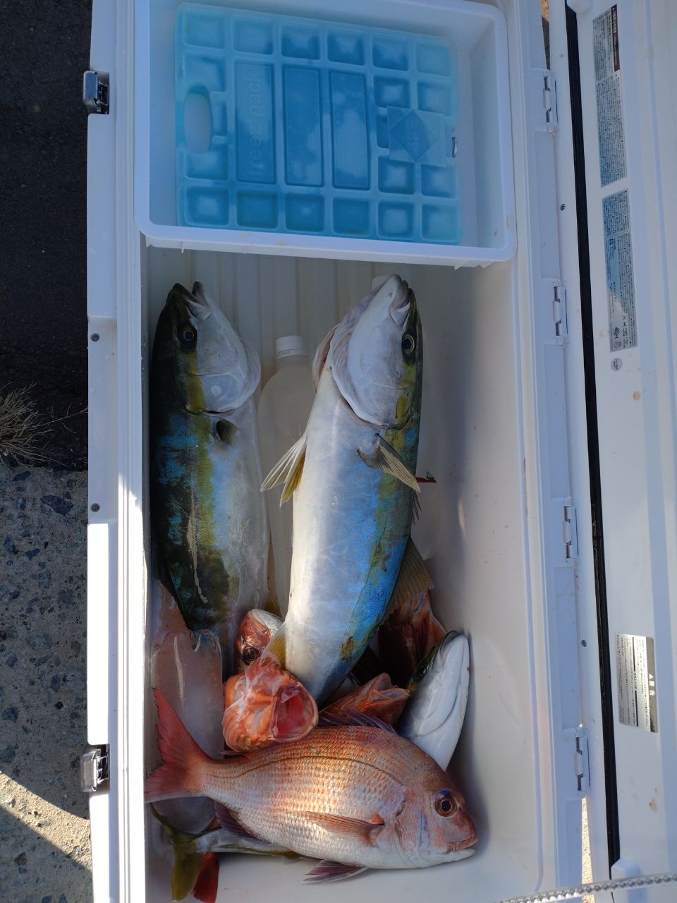 坊主な釣師さんの釣果 2枚目の画像