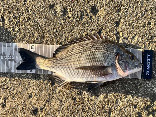 クロダイの釣果