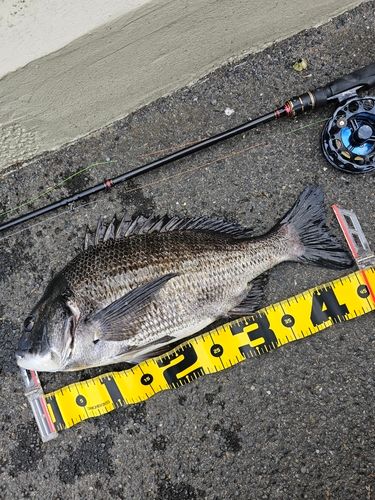 クロダイの釣果