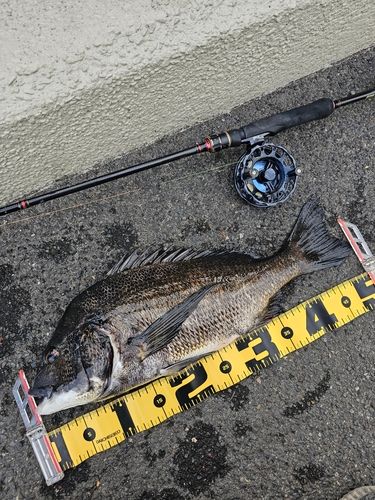 クロダイの釣果