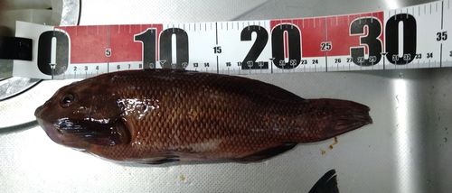 平磯海づり公園