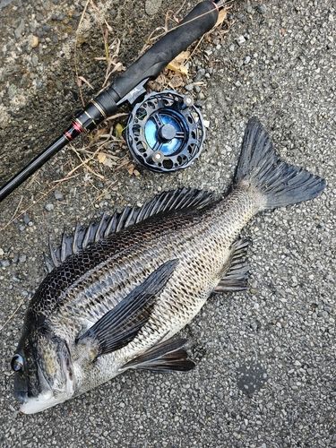 クロダイの釣果