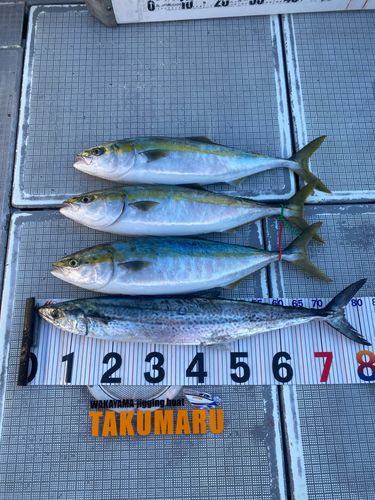 ハマチの釣果