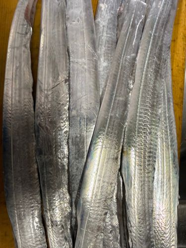 タチウオの釣果