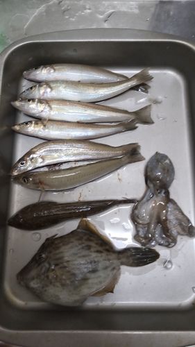 シロギスの釣果