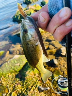 ラージマウスバスの釣果
