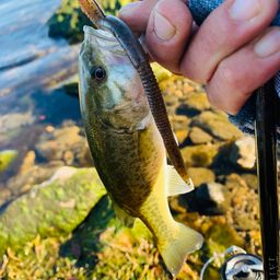 ラージマウスバス