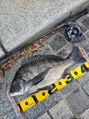 クロダイの釣果