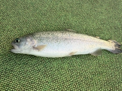 ニジマスの釣果