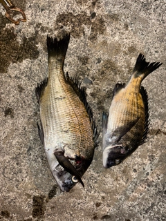 クロダイの釣果