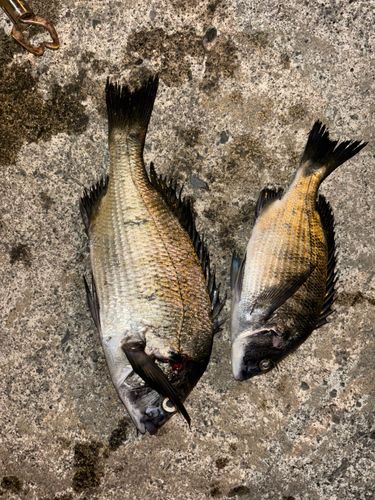 クロダイの釣果