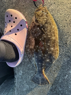 ヒラメの釣果