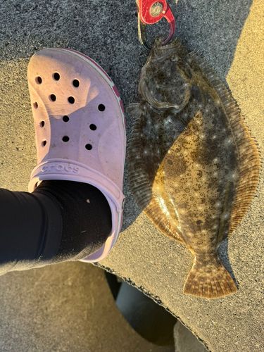 ヒラメの釣果