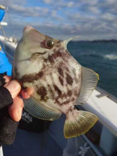 カワハギの釣果