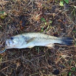 ラージマウスバス