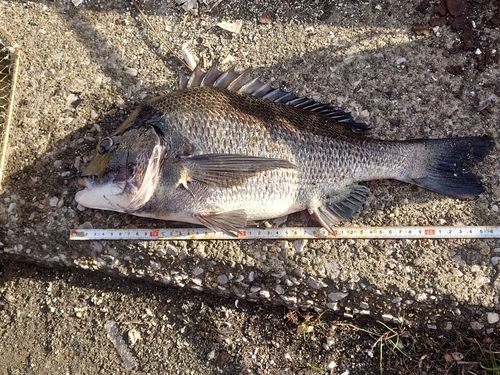 東京湾（アクアライン以北）