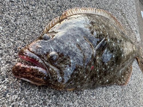 ヒラメの釣果