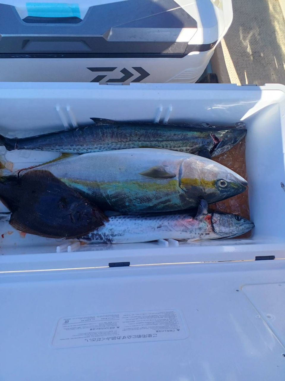 充丸（みつまる）女将さんの釣果 2枚目の画像