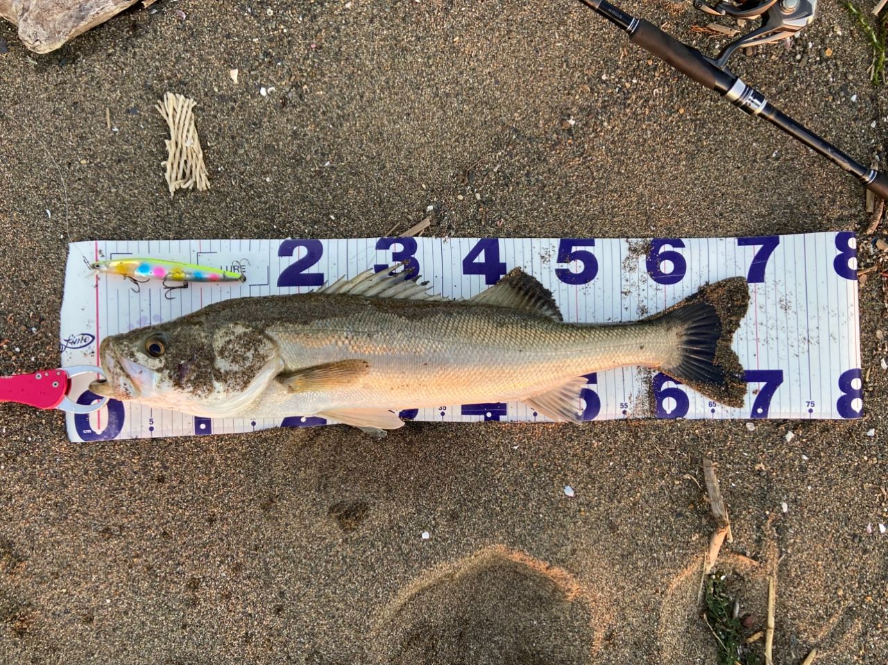 SHIMANO 19エンカウンター S106Mの最安値・インプレ・釣果 | 本音の