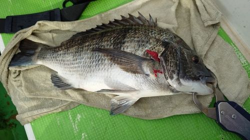 クロダイの釣果