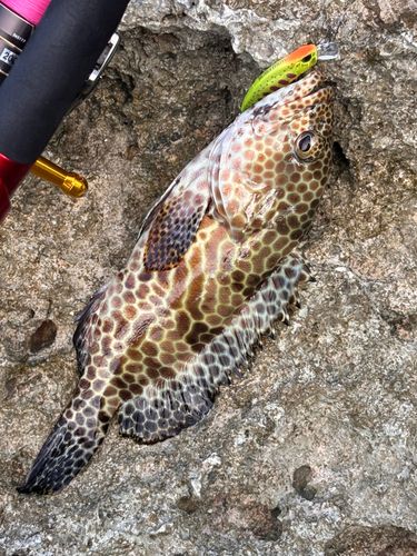 イシミーバイの釣果