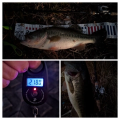 ブラックバスの釣果