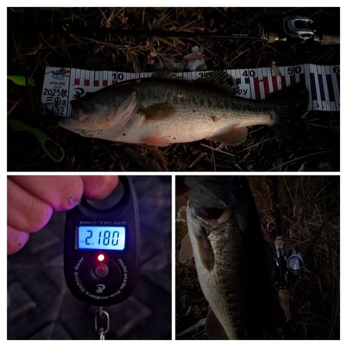 ブラックバスの釣果