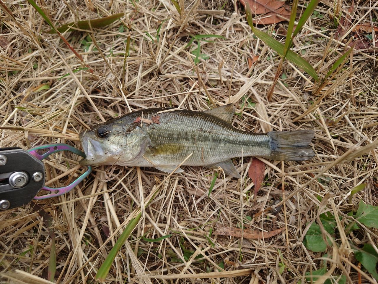 ラージマウスバス