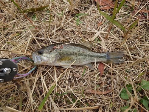 ラージマウスバスの釣果