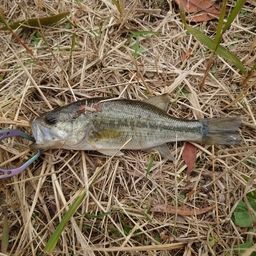 ラージマウスバス