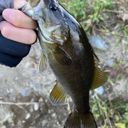 スモールマウスバス