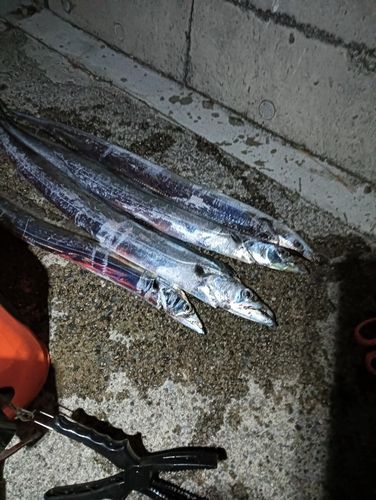 タチウオの釣果