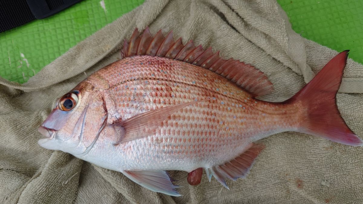 うしーさんの釣果 1枚目の画像